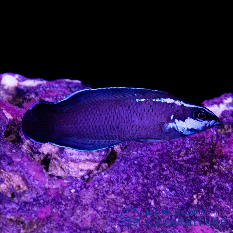 Springeri Dottyback