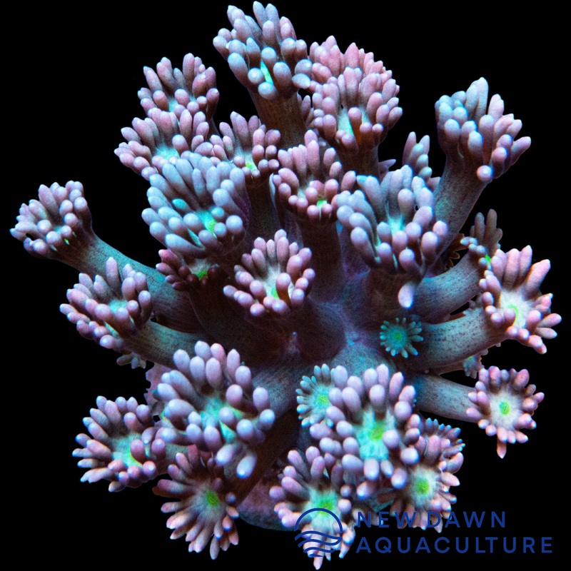 Two Tone Goniopora