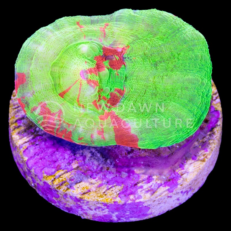 Bleeding Apple Scoly