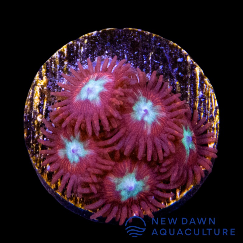Frosted Phoenix Zoanthids
