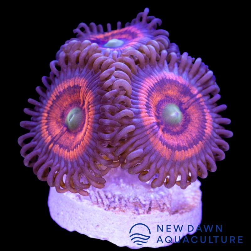 Gobstopper Zoanthids