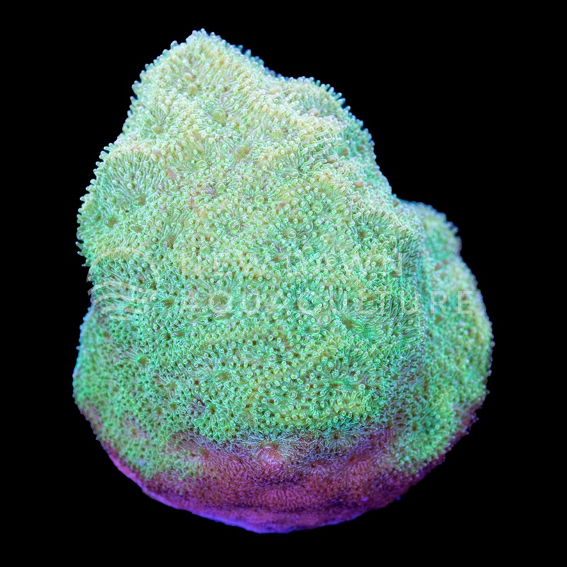 Green Psammocora