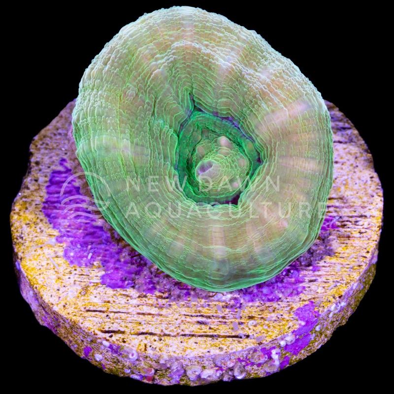 Green Scoly