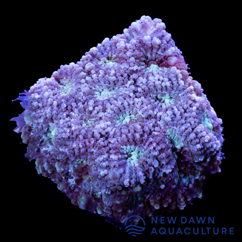 Light Blue Favites