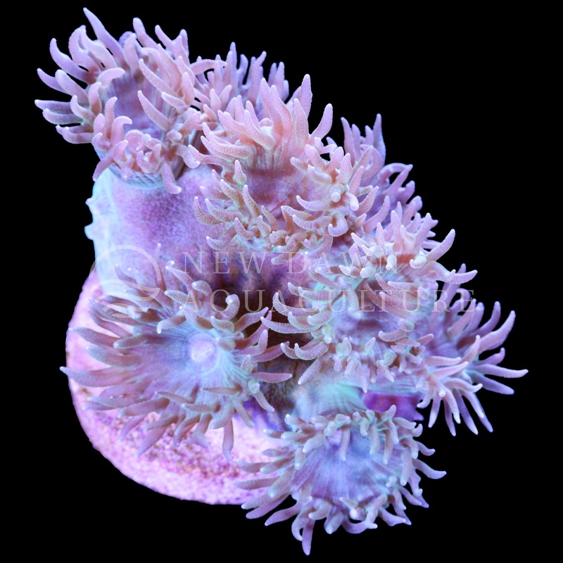 Light Green Pagoda Cup Coral