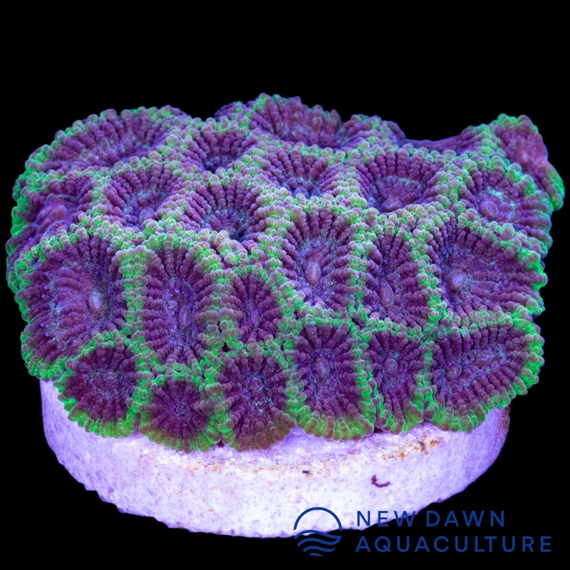 Mystic Dipsastraea