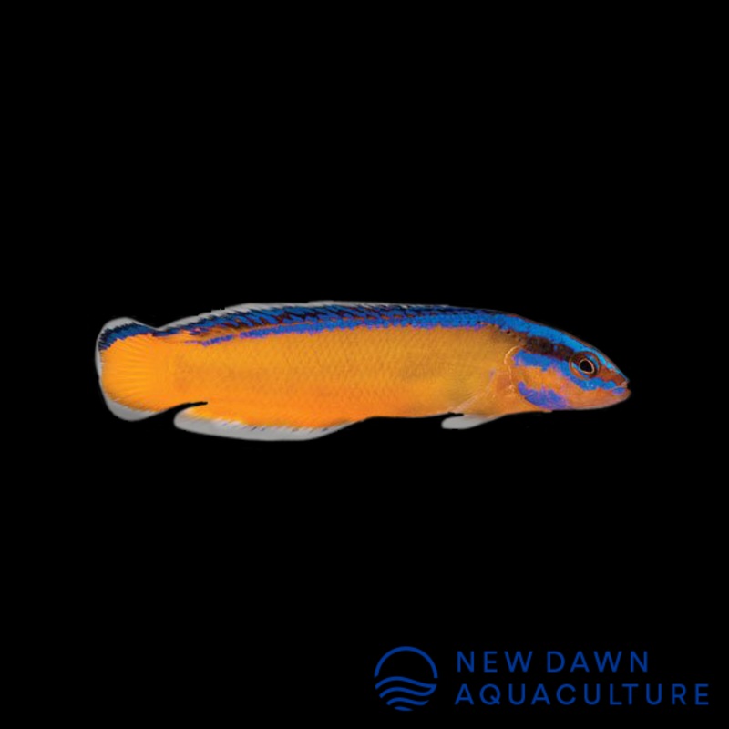 Neon Dottyback