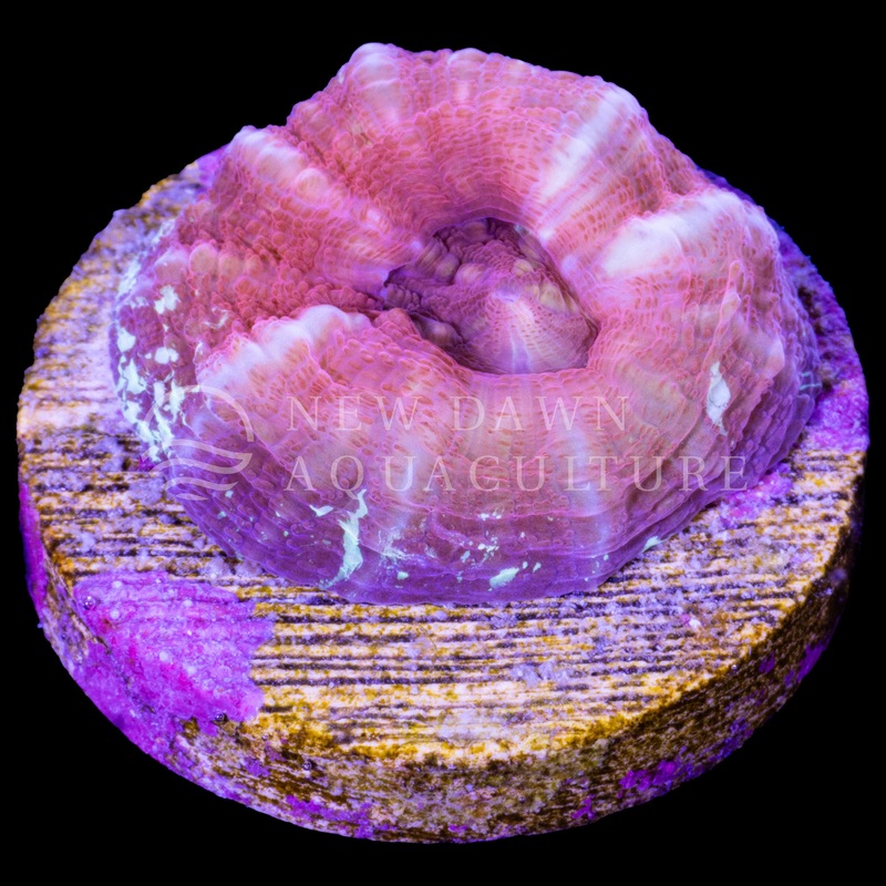 Raspberry Scoly