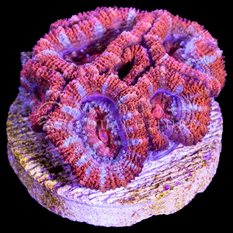 Red Micromussa
