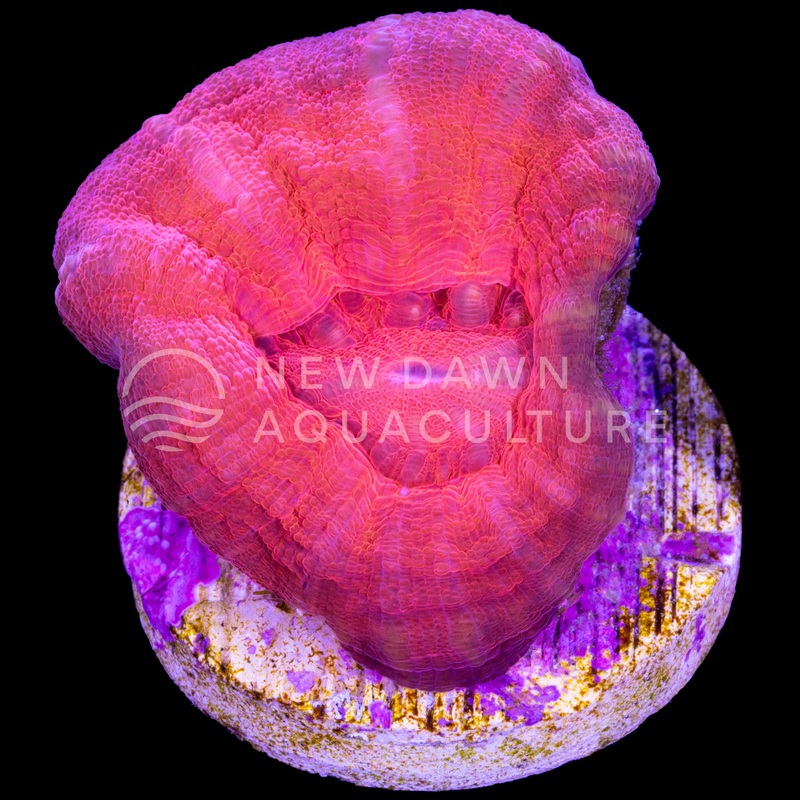 Red Scoly