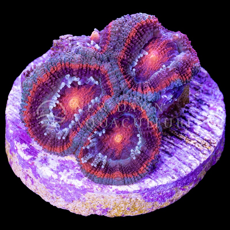 Volcano Micromussa