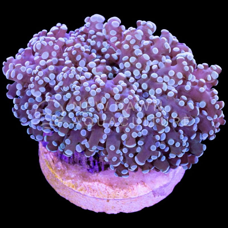 Blue Frogspawn