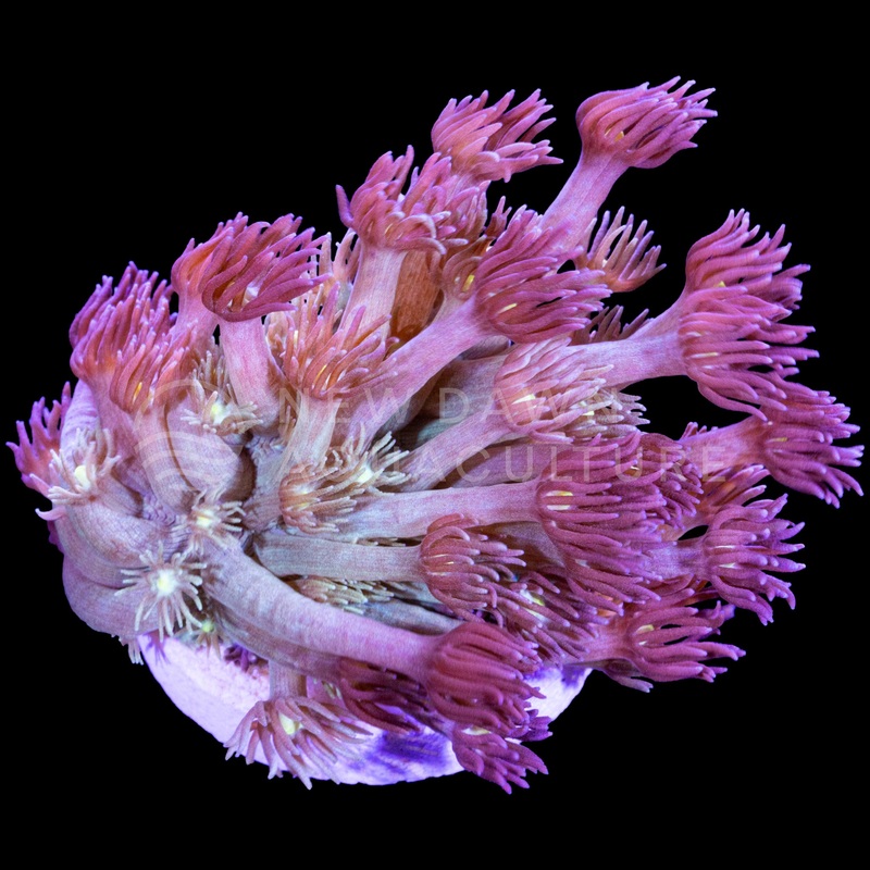 Blushfire Goniopora