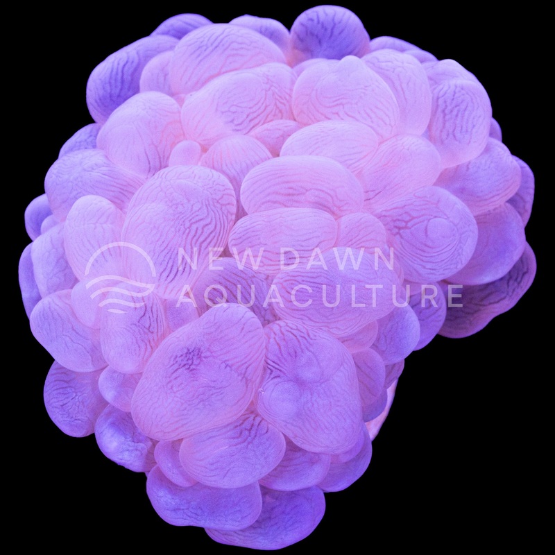 Bubble Coral