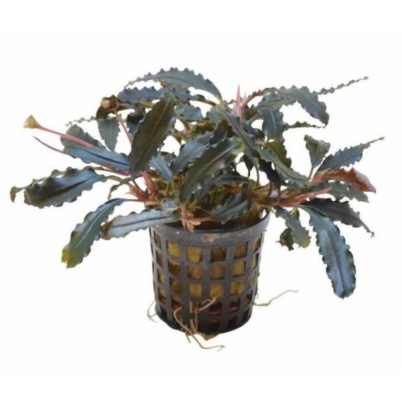 Bucephalandra Biblis
