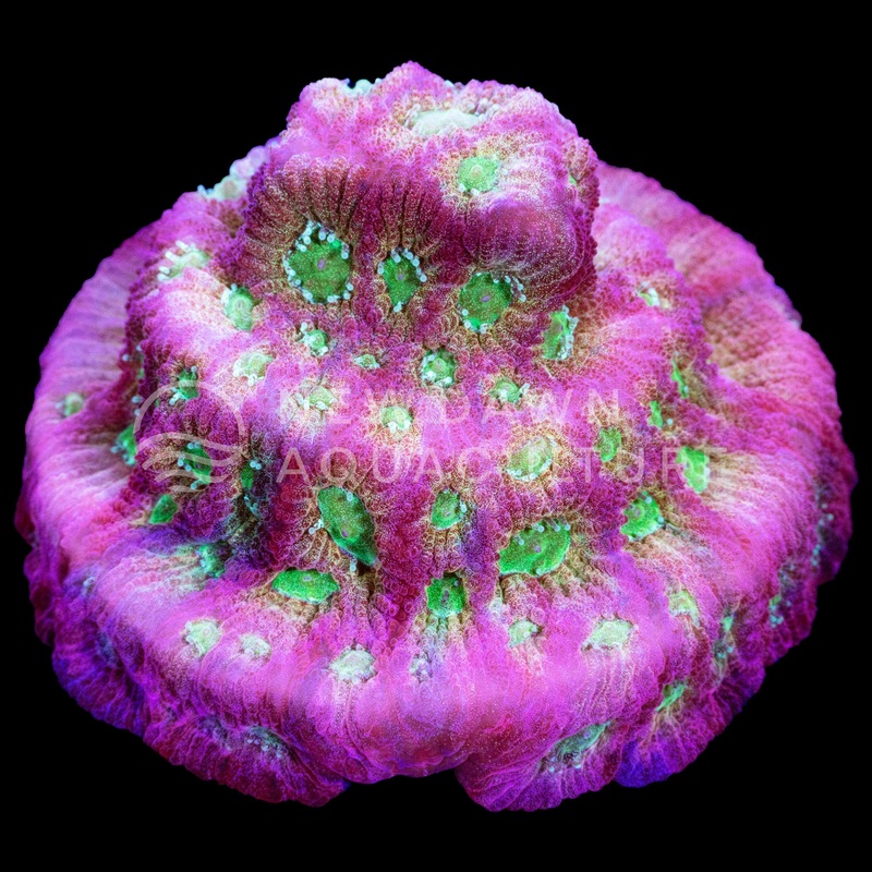 Dayglo Favites