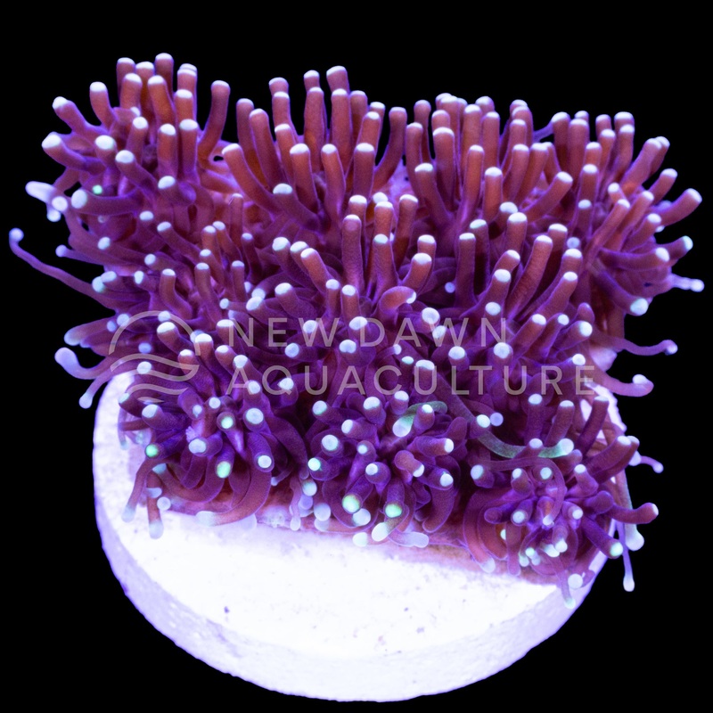 Green Tip Galaxea