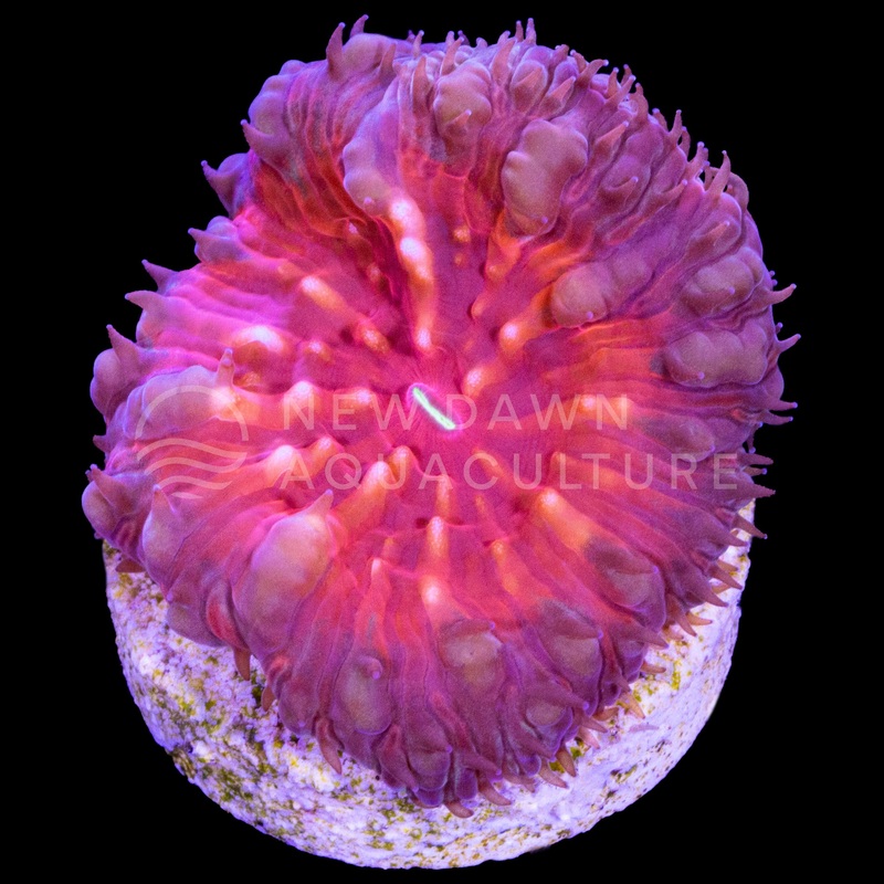 Inferno Blastomussa