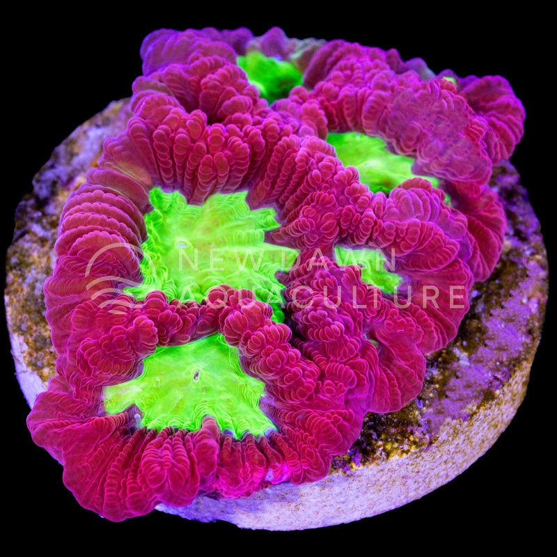 Neon Rift Goniastrea