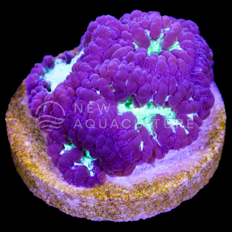 Purple Blastomussa