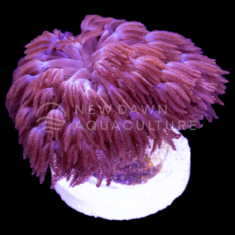 Red Xenia