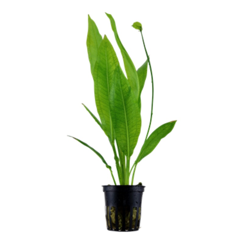Echinodorus Bleheri (Amazon sword)