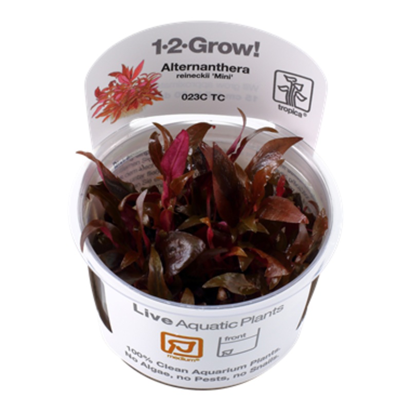 Tropica 1-2 Grow Alternanthera Reineckii Mini
