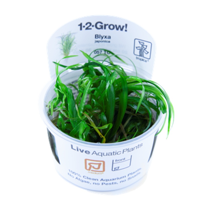 Tropica 1-2 Grow Blyxa Japonica