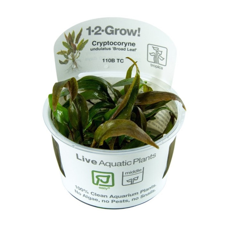 Tropica 1-2 Grow Cryptocoryne Undulatus Red (broad leaf)