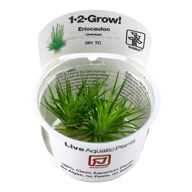 Tropica 1-2 grow Eriocaulon Cinereum