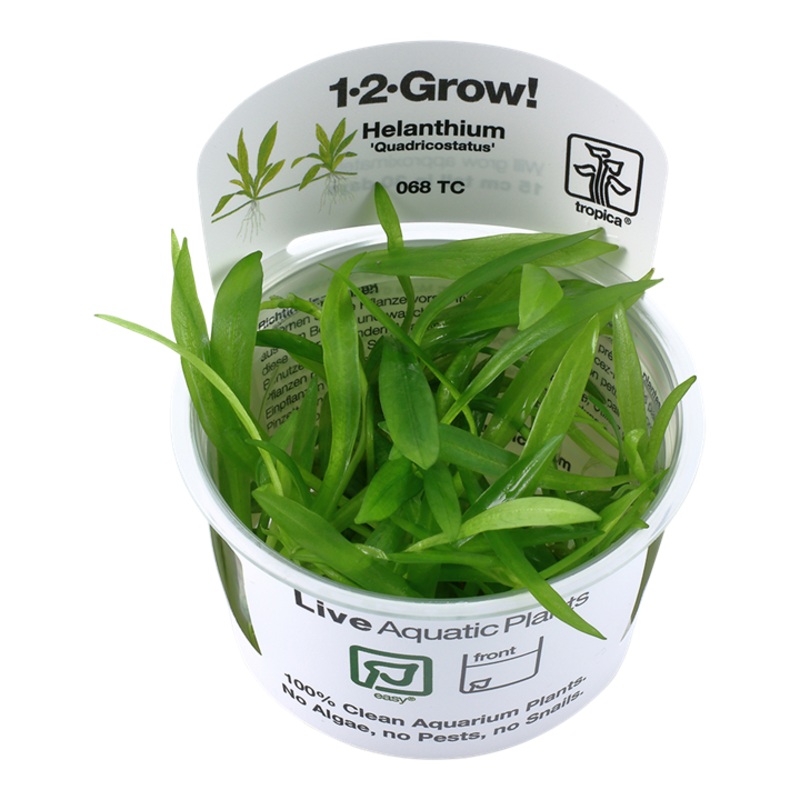 Tropica 1-2 Grow Helanthium Quadricostatus