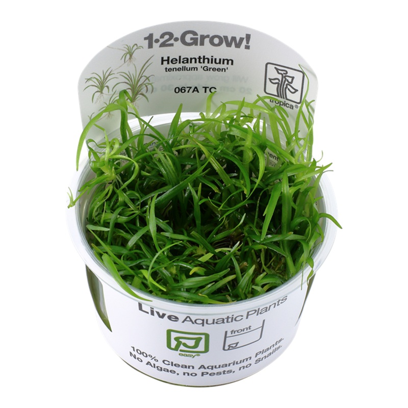 Tropica 1-2 Grow Helanthium Tenellum Green