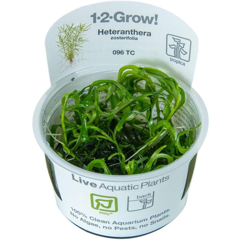 Tropica 1-2 Grow Heteranthera zosterifolia