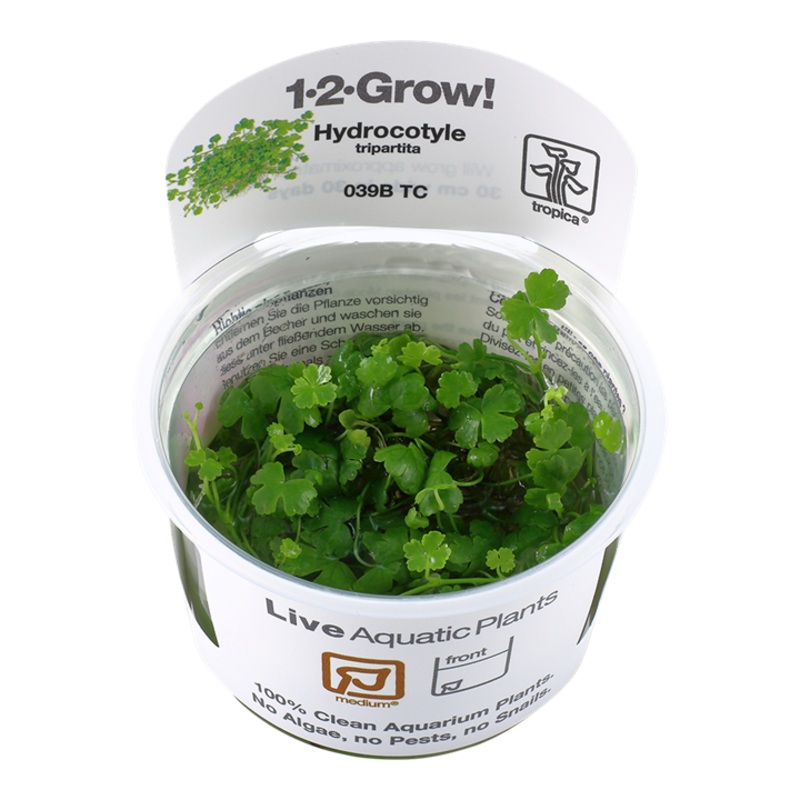 Tropica 1-2 grow Hydrocotyle Tripartita