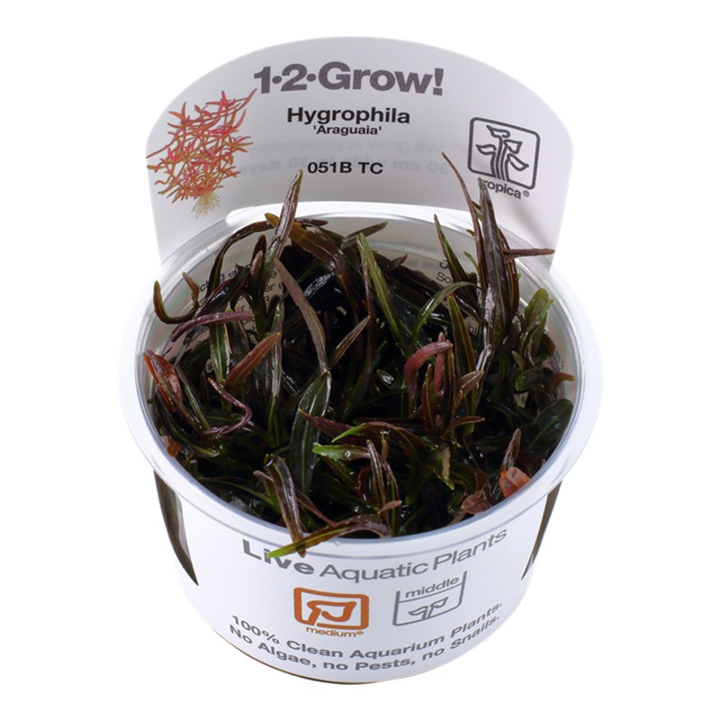 Tropica 1-2 Grow Hygrophila Araguaia