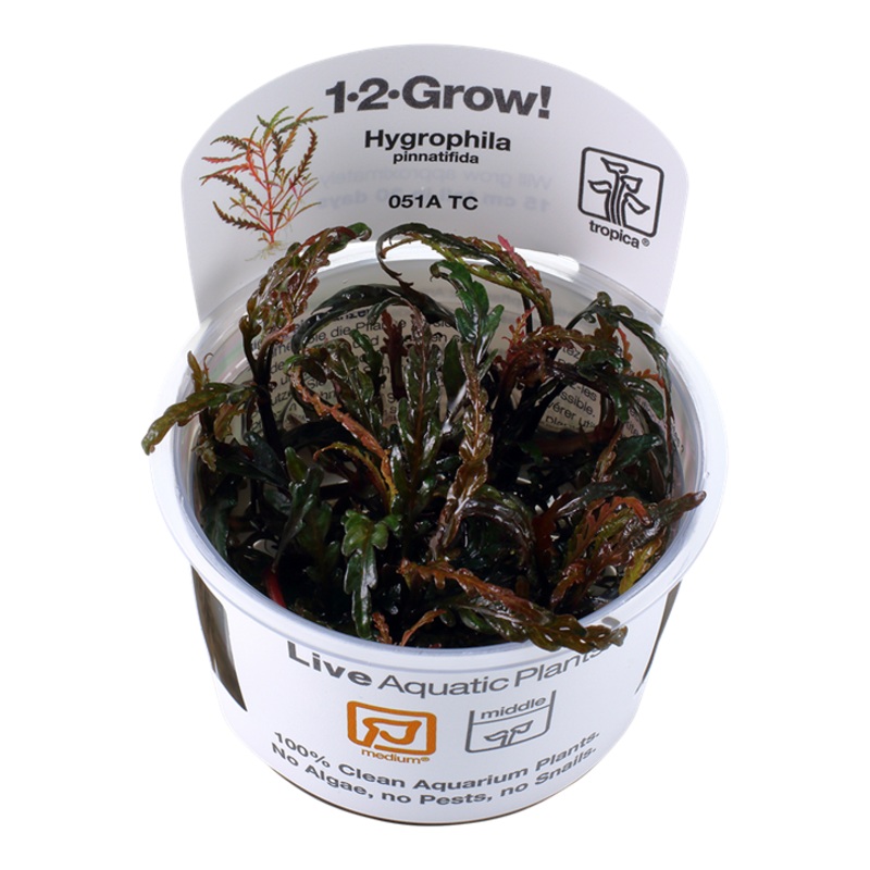 Tropica 1-2 Grow Hygrophila Pinnatifida