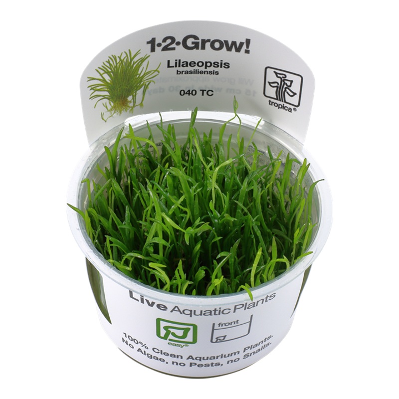 Tropica 1-2 Grow Lilaeopsis Brasiliensis