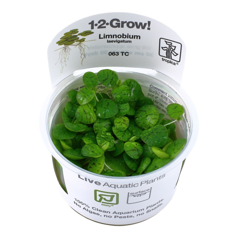 Tropica 1-2 Grow Limnobium laevigatum (amazon frogbit)