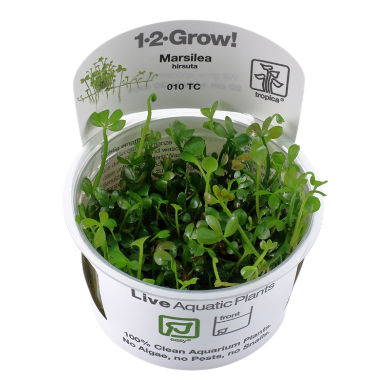 Tropica 1-2 Grow Marsilea Hirsuta