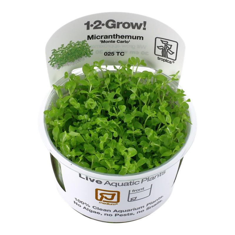 Tropica 1-2 Grow Monte Carlo