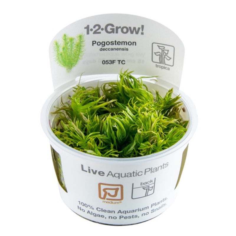 Tropica 1-2 grow Pogostemon deccanensis