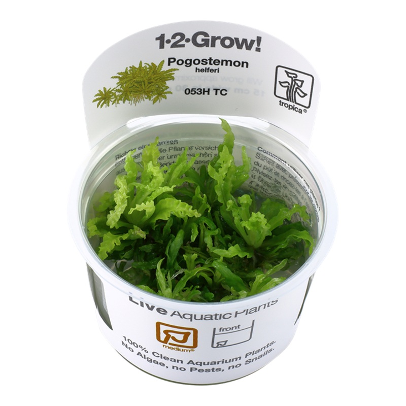 Tropica 1-2 Grow Pogostemon Helferi