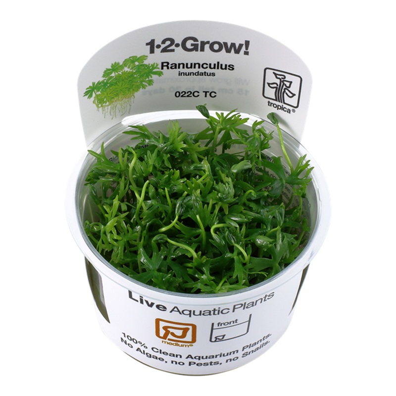 Tropica 1-2 Grow Ranunculus Inundatus