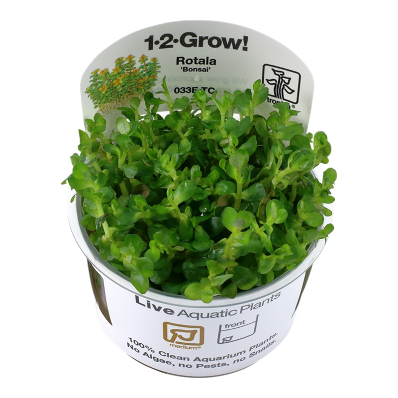 Tropica 1-2 Grow Rotala Bonsai