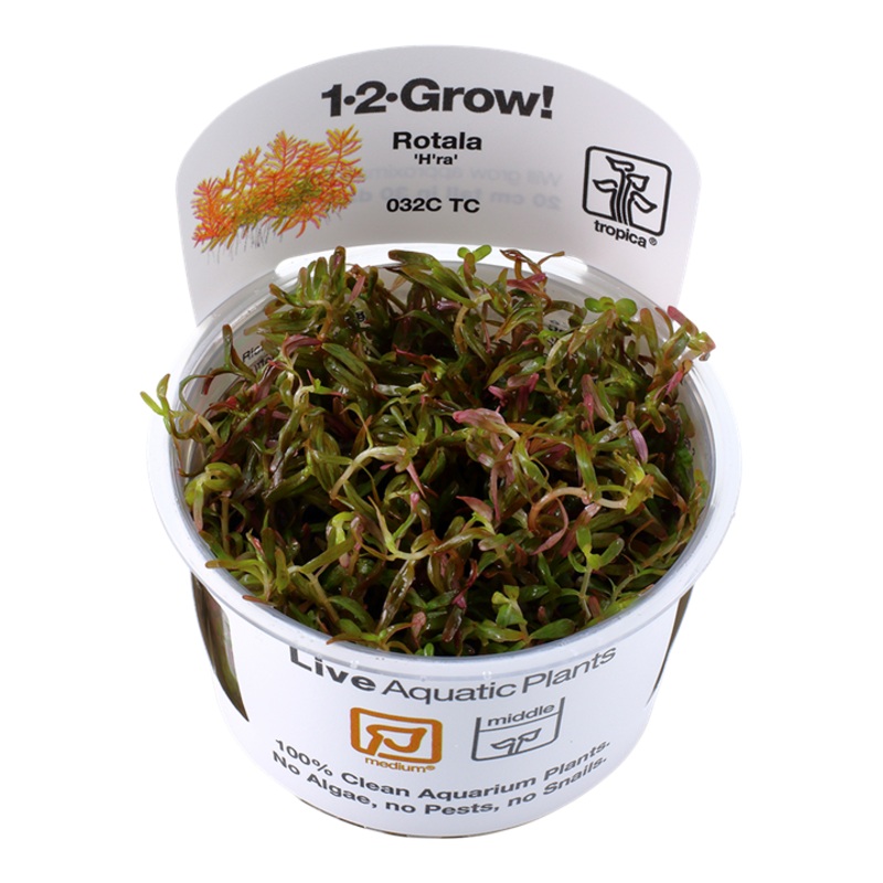 Tropica 1-2 Grow Rotala H'ra