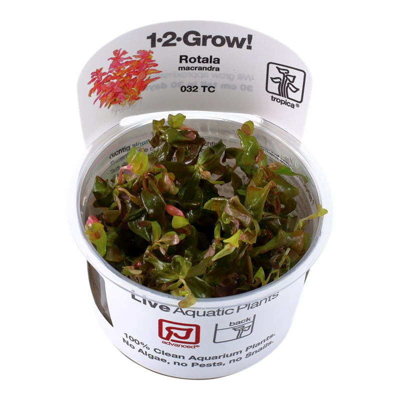 Tropica 1-2 Grow Rotala Macrandra