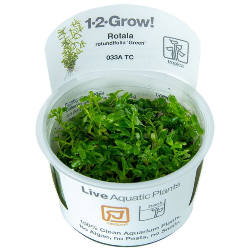 Tropica 1-2 Grow Rotala Rotundifolia Green
