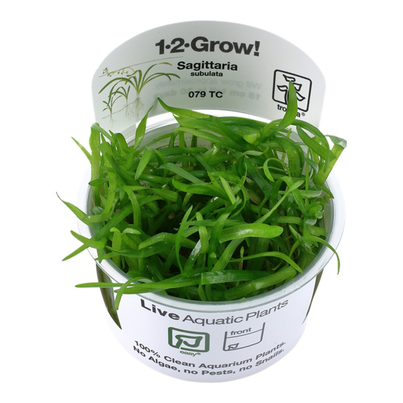 Tropica 1-2 Grow Sagittaria Subulata