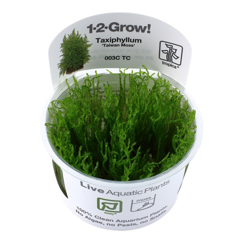 Tropica 1-2 Grow Taiwan Moss