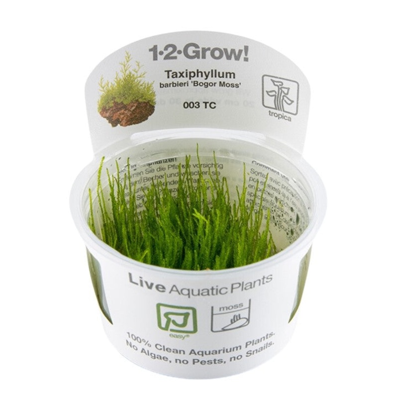 Tropica 1-2 Grow Taxiphyllum Barbieri 'bogor moss'